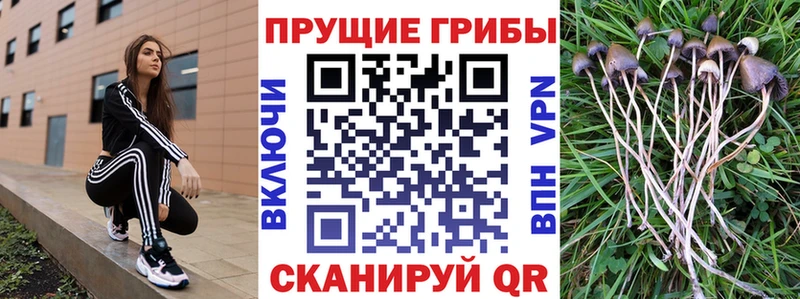 Псилоцибиновые грибы GOLDEN TEACHER  Купить где  Пенза 